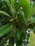 DSCN5948_Black Mangrove.JPG