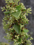 DSCN6063_Saltbush.JPG