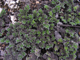 DSCN6364_Gray Matplant.JPG