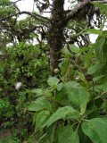 DSCN6192_Tree Scalesia.JPG
