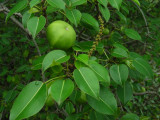 DSCN6378_Poison Apple.JPG
