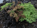 DSCN6767_Spurge.JPG