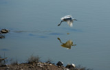 Little Egret - Garceta comun