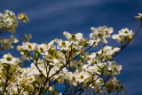 Dogwoods