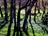 Appalachian Spring: Mountain Lake