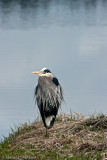 Great Blue Heron I