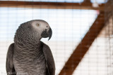 Caged IV