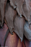 Banana Flower  II