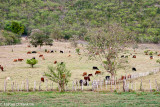 At Pasture - St Elizabeth
