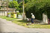 Mail-man, Liguanea, St. Andrew