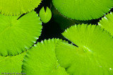 Baby Lily, Hope Gardens, St Andrew