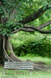 Dove, Hope Gardens, St. Andrew