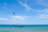 Frigate Bird with Boats, St James