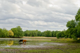 Pastoral, Sauvie Island