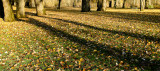 Morning Shadows - Clackamette Park