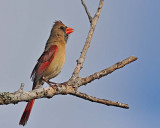 Cardinal singing