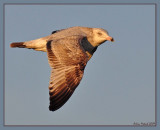 Unknown gull. Immature ring billed gull?