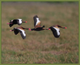 whistling ducks