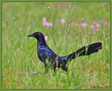 great tailed grackle