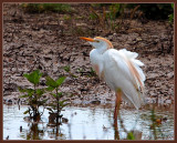 wind blown cattle egret