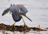 tricolored heron