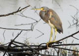 tricolored heron