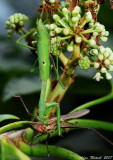 mantis with cone head grass hopper