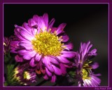 mothers day flowers