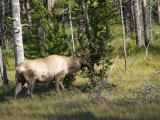 012 - muddy bull elk.JPG