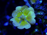 Potentilla_BV_4182132b_c.jpg