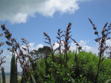 4: Flax in bloom at Pine Harbor.