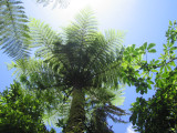 57: the sun beaming through a fern tree in the Waipoua forest