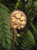 65: these ferns, among other things, led us to buy Ghosts of Gondwana -- a natural history of New Zealand. More to come.