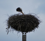 A stork nesting on a stork pole, Slovenia