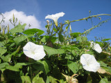 Morning Glories In The Afternoon Sun