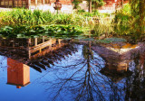Pond Reflection Of Rats
