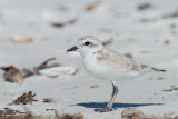 Pluvier  collier interrompu (Snowy plover)