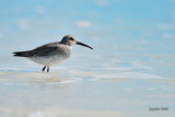 Bcasseau variable (Dunlin)