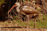 Ibis blanc juvenile (White Ibis)