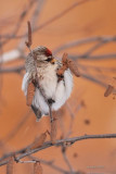 Sizerin flamm (Common redpoll)