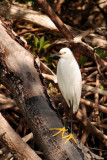 Aigrette neigeuse (Snowy egret)