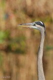 Grand hron (Great-blue heron)