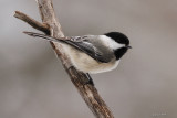 Msange  tte noire (Black capped chickadee)