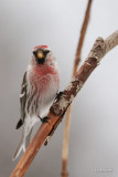 Sizerin flamm (Common redpoll)