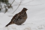 Glinotte huppe (Ruffed grouse)