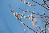 Pussy willow (catkins)