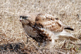 Buse  queue rousse, juvenile (Red-Tailed hawk)