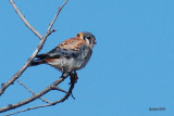Crécerelle d'Amérique mâle (American kestrel)