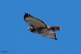 Buse à queue rousse (Red-Tailed hawk)
