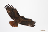 Buse  queue rousse (Red-tailed hawk) 3/4
